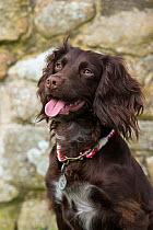Working cocker spaniel portrait, with collar and tag, Wiltshire, UK