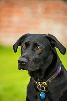 Black Labrador head portrait with collar and tag, Wiltshire, UK