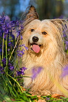 Collie cross dog portrait among bluebells, Wiltshire , UK