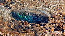 Sea mouse (Aphrodite aculeata close up of iridescent hairs, Loch Fyne, Scotland, UK. Screen grab from video.
