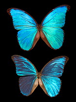 Blue Morpho butterfly (Morpho peleides showing iridescence with change of angle in relation to light source