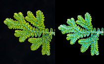 Blue Spikemoss (Selaginella uncinata) showing iridescence through change of angle in relation to light source