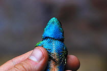 Bocourt's Emerald Lizard (Sceloporus schmidti / smaragdinus) male in breeding colours, held in human hand, Cusuco National Park, Honduras, Central America.