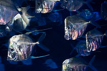 Lookdown fish (Selene sp.) Monterey Bay Aquarium, California.