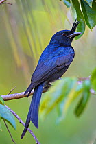 Crested drongo (Dicrurus forficatus) adult individual perched  in hotel garden,  in Nosy Be island, Madagascar