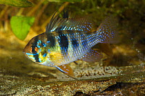 Ram cichlid (Mikrogeophagus ramirezi) male fish with iridescent scales guarding eggs . Captive, endemic to the Orinoco River basin in Venezuela and Colombia.