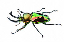 Golden green stag beetle (Lamprima sp.), adult male with big mandibles and a shiny iridescent coloration, Italy. Captive.