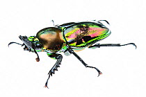 Golden green stag beetle (Lamprima sp.), adult female with a shiny iridescent coloration, Italy. Captive.