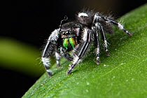 Regal jumping spider (Phidippus regius) captive male with iridescent fangs. Italy.