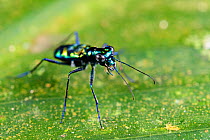 Undetermined tiger beetle (Cicindelidae sp.) on a leaf along the Kinabatangan forest edges, Borneo.