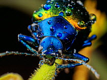 Metallic leaf beetle (Chrysomelidae) with rain droplets, frontal view, in Aiuruoca, Minas Gerais, Brazil. South-east Atlantic forest.