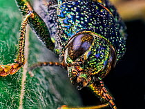 Frontal view of a metallic jewel beetle (Buprestidae) in Aiuruoca, Minas Gerais, Brazil. South-east Atlantic forest.