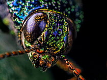 Close-up of a Metallic jewel beetle (Buspretidae) in Aiuruoca, Minas Gerais, Brazil. South-east Atlantic forest.
