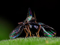Parasitoid wasp (possibly Eucharitidae) with  iridescent wings, Sao Paulo, Brazil. South-east Atlantic forest.