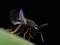 Parasitoid wasp (possibly Eucharitidae) with  iridescent wings display, Sao Paulo, Brazil. South-east Atlantic forest.