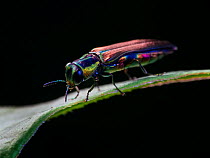 Rainbow jewel beetle (Agrilaxia sp) Sao Paulo, Brazil. South-east Atlantic forest.