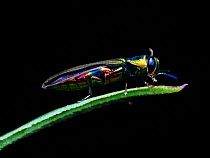 Rainbow jewel beetle (Agrilaxia sp) Sao Paulo, Brazil. South-east Atlantic forest.