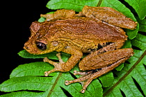 Tree frog (Scinax sp) with iridescent streaks on the inner leg patterns, in Sao Luiz do Paraitinga, Sao Paulo, Brazil. South-east Atlantic forest.