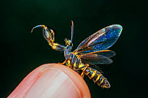Mantidfly (Mantispidae)  displaying open wings on a fingertip, in Intervales State Park UNESCO World Heritage Site. Brazil. South-east Atlantic forest,