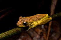 Frog (Scinax rizibilis) with copper coloured iridescence,, Sao Paulo, Brazil. South-east Atlantic forest.