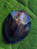 Top view of a Metallic tortoise beetle (Cassidinae, probably Cyrtonota in Piedade, Sao Paulo, Brazil. South-east Atlantic forest.