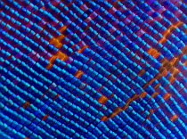Blue iridescent scales of a Nymphalid butterfly (Epiphile orea) magnified 11x, deceased insect found in Piedade, Sao Paulo, Brazil. South-east Atlantic Forest.