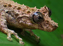 Tree frog (Scinax littoralis Tapirai, Sao Paulo, Brazil. South-east Atlantic forest.