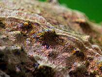 Close-up on the skin tubercles of a Treefrog (Scinax littoralis) with copper iridescence visible.  Tapirai, Sao Paulo, Brazil. South-east Atlantic forest.