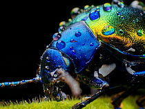 Metallic leaf beetle ( Eumolpinae) with rain droplets, in Aiuruoca, Minas Gerais, Brazil. South-east Atlantic forest.