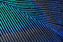 Peacock  (Pavo cristatus) feather close up showing iridescence at 10x magnification