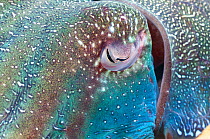 Giant cuttlefish (Sepia apama) close up of eye, Whyalla, South Australia
