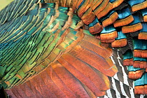 Ocellated turkey (Meleagris ocellata) close up of feathers,  Captive, occurs in Yucatan Peninsula, Mexico.