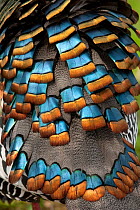 Ocellated turkey (Meleagris ocellata) close up of feathers,  Captive, occurs in Yucatan Peninsula, Mexico.