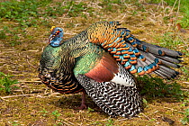 Ocellated turkey (Meleagris ocellata) male displaying. Captive, occurs in Yucatan Peninsula, Mexico.