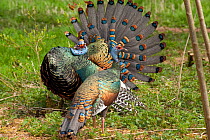 Ocellated turkey (Meleagris ocellata) male displaying to female, Captive, occurs in Yucatan Peninsula, Mexico.