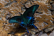 Alpine black swallowtail (Papilio maackii) Lazovskiy Reserve, Sikhote-Alin Mountains, Far East Russia, April.
