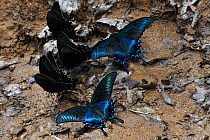Alpine black swallowtai (Papilio maackii) Lazovskiy Reserve, Sikhote-Alin Mountains, Far East Russia, April.