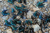 Alpine black swallowtail butterflies (Papilio maackii) puddling, Lazovskiy Reserve, Sikhote-Alin Mountains, Far East Russia, April.