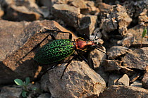Beetle (Carabus schrencki) Lazovskiy Reserve, Sikhote-Alin Mountains, Far East Russia, April.