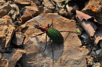 Beetle (Carabus schrencki) Lazovskiy Reserve, Sikhote-Alin Mountains, Far East Russia, April.