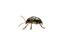 Shiny leaf beetle (Spilopyra sp) D'Aguilar National Park, Queensland, Australia. Meetyourneighbours.net project.