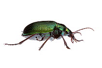 Shiny green carabid beetle (Calosoma sp) William Bay National Park, Western Australia. Meetyourneighbours.net project.