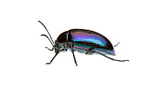 Purple darkling beetle (Cyphaleus sp) William Bay National Park, Western Australia. Meetyourneighbours.net project.