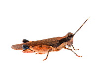 Grasshopper (Perbellia picta) William Bay National Park, Western Australia. Meetyourneighbours.net project.