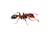 Muscleman tree ant (Podomyrma adelaidae) William Bay National Park, Western Australia. Meetyourneighbours.net project.