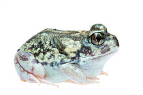 Moaning frog (Heleioporus eyrei) William Bay National Park, Western Australia. Meetyourneighbours.net project.