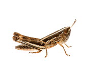 Macrotona grasshopper (Macrotona sp) William Bay National Park, Western Australia. Meetyourneighbours.net project.