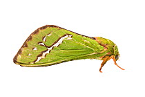 Karri moth (Aenetus dulcis) William Bay National Park, Western Australia. Meetyourneighbours.net project.