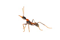 Jumper ant (Myrmecia nigrocincta) Queensland, Australia. Meetyourneighbours.net project.