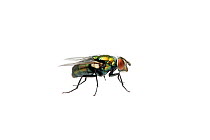Green blowfly (Lucilia sericata) Queensland, Australia. Meetyourneighbours.net project.